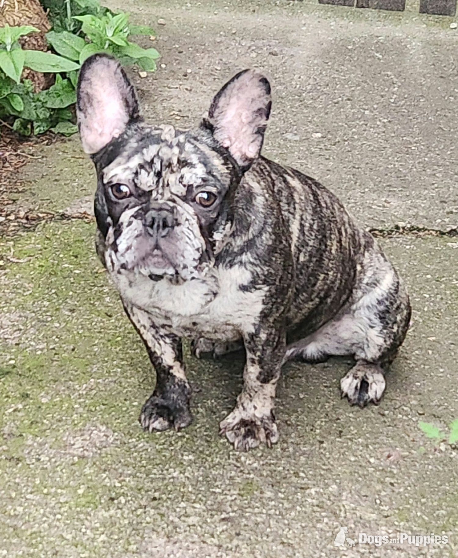 French Bulldog Puppies