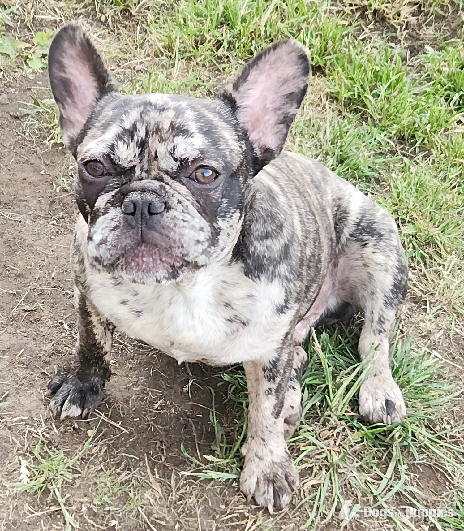 French Bulldog - Lovely puppy's available 