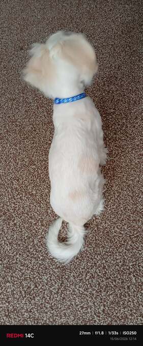 Puppy Bichon Frise 