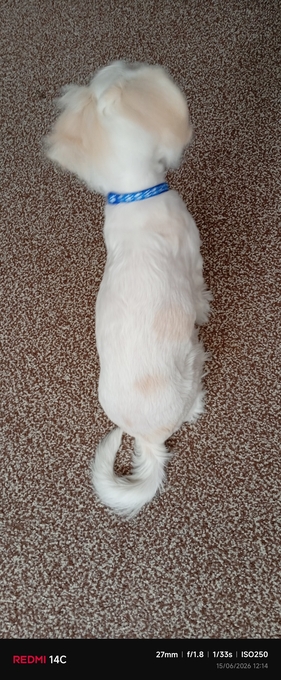 Puppy Bichon Frise 