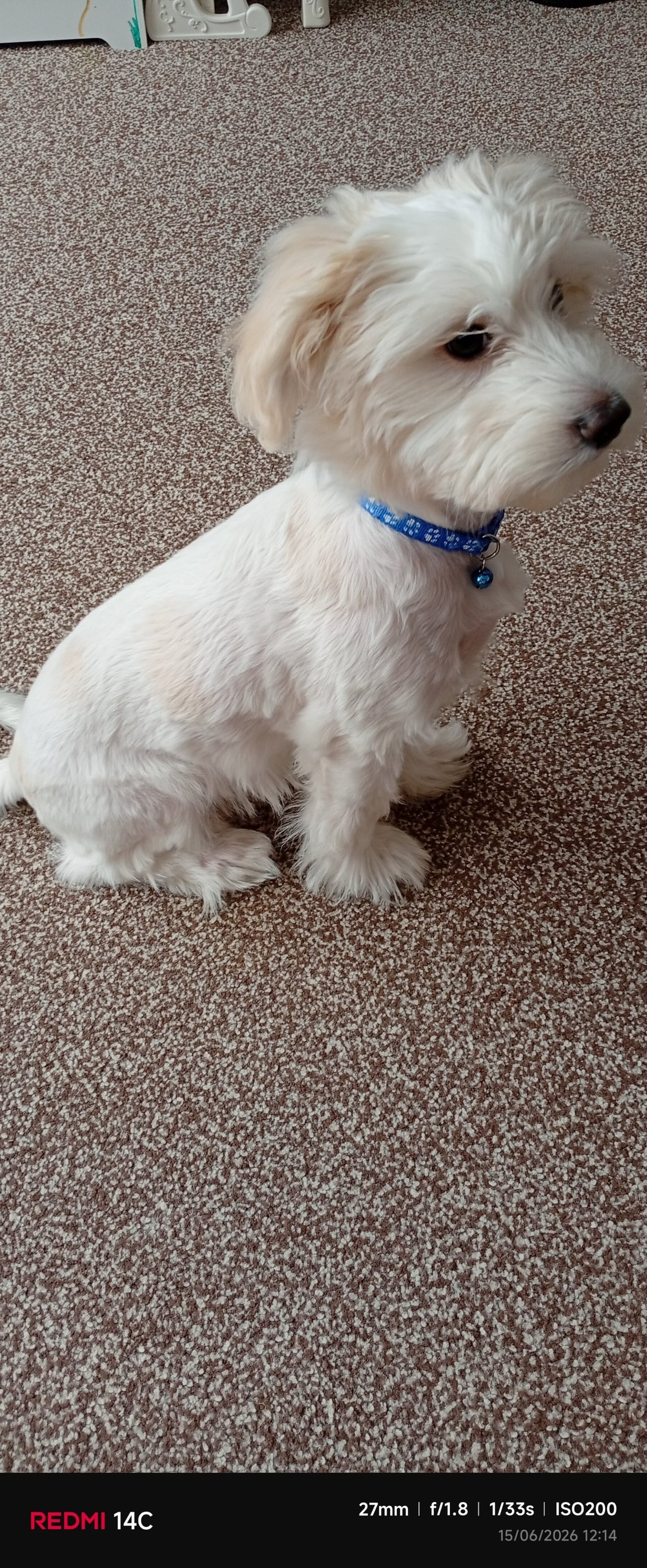Bichon Frise