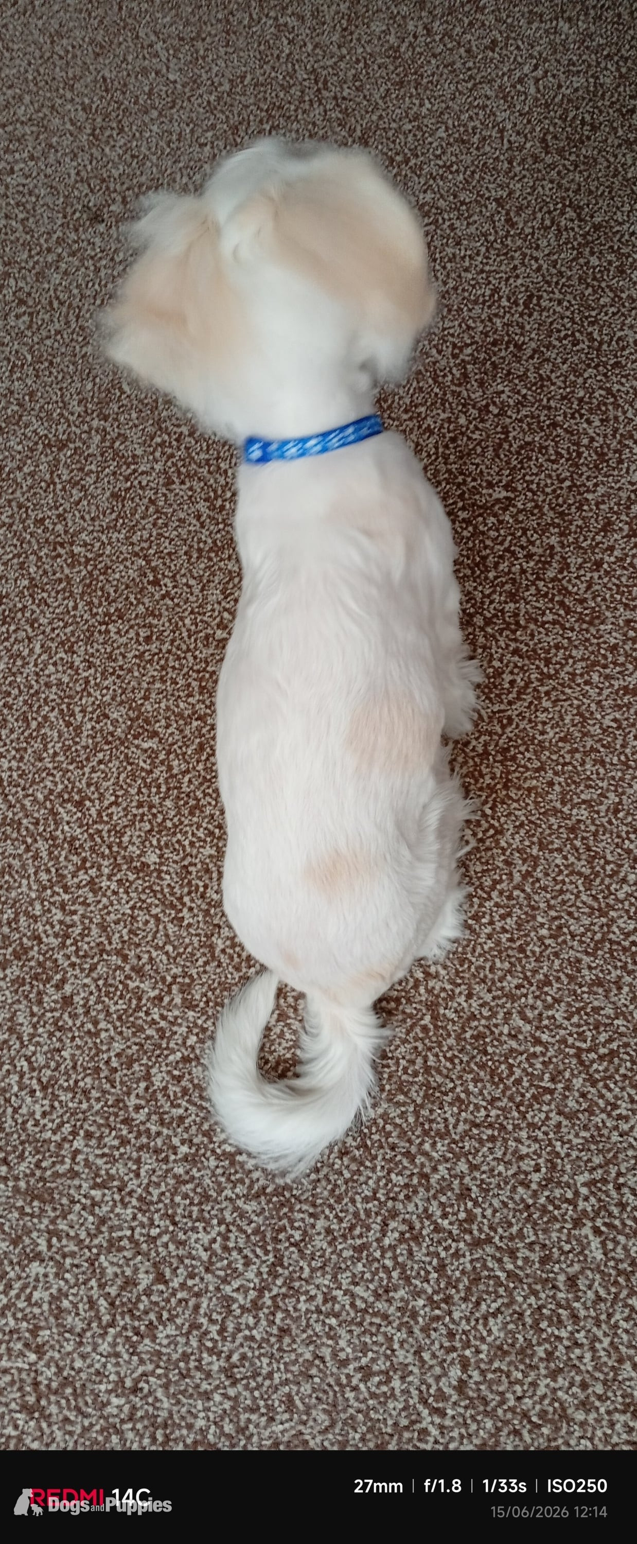 Puppy Bichon Frise  in {LOCATION}