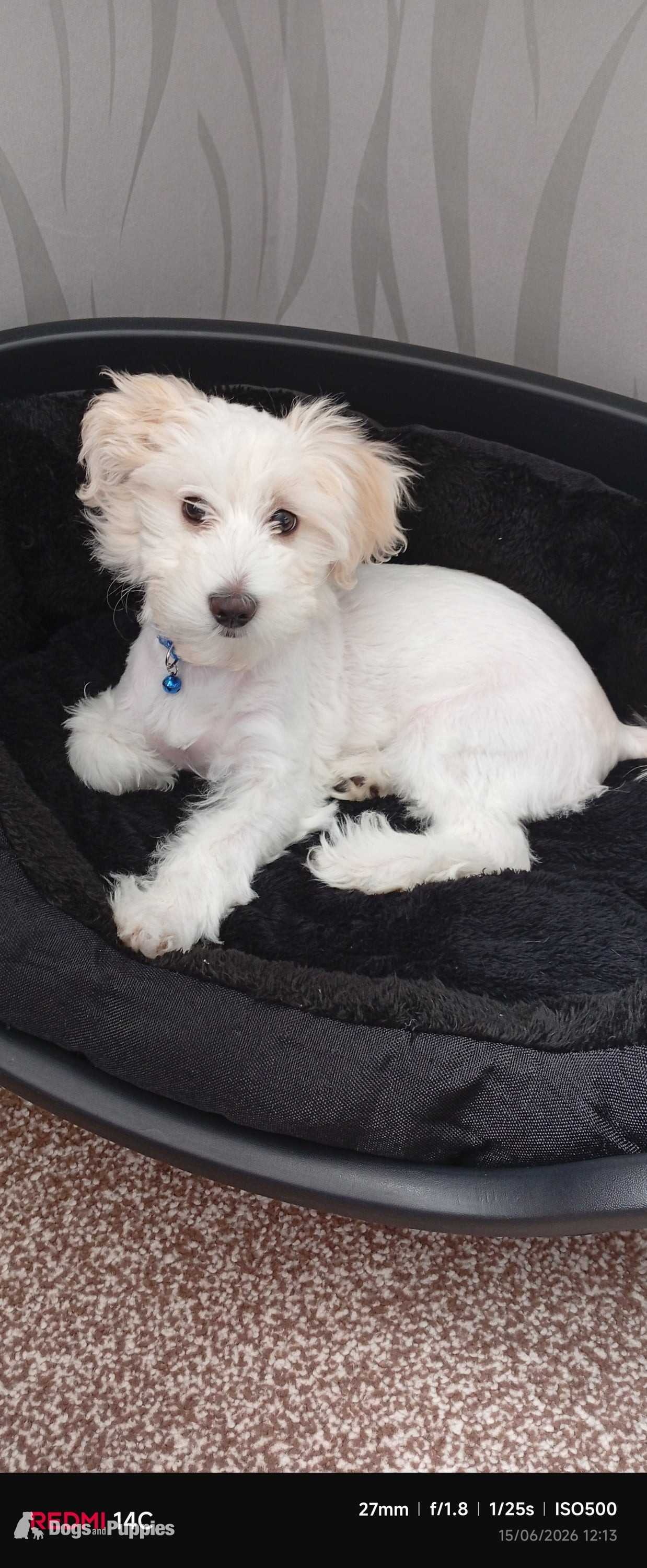 Bichon Frise Puppies
