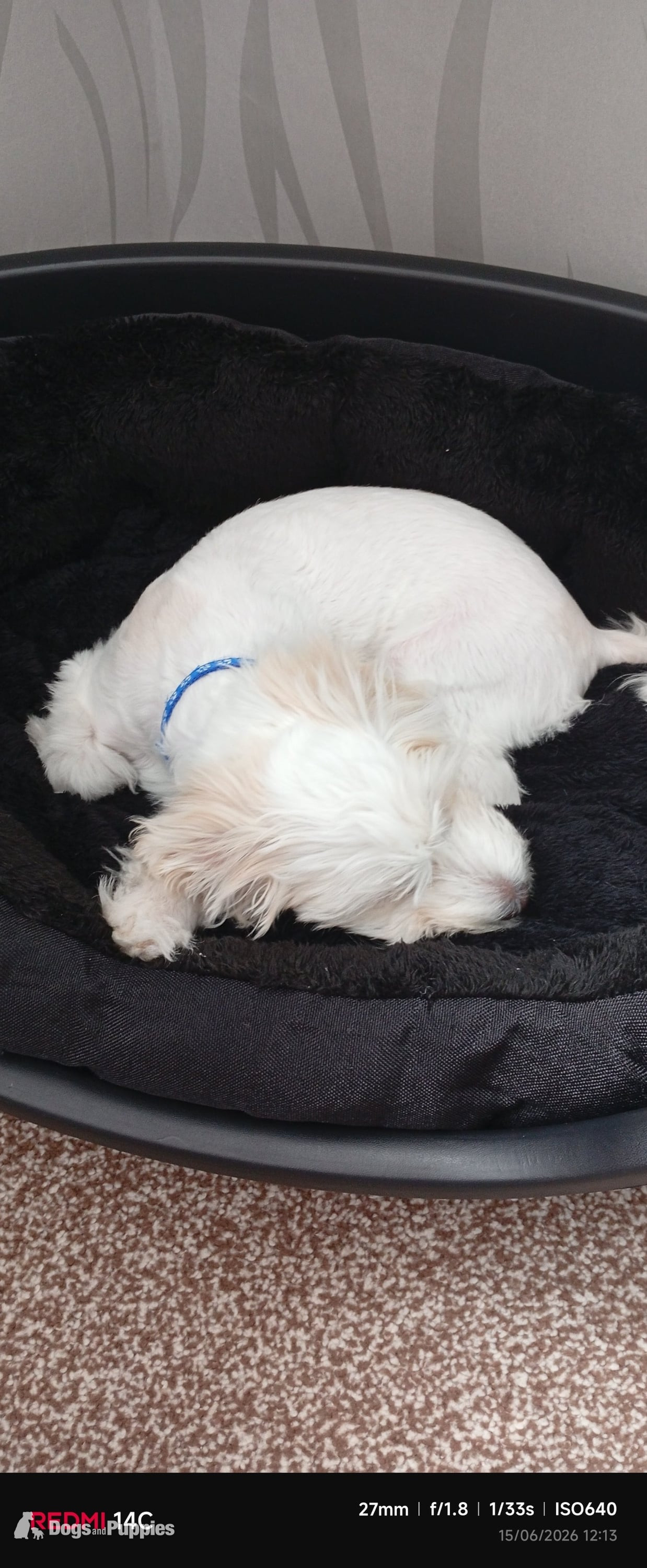 Bichon Frise - Puppy Bichon Frise 