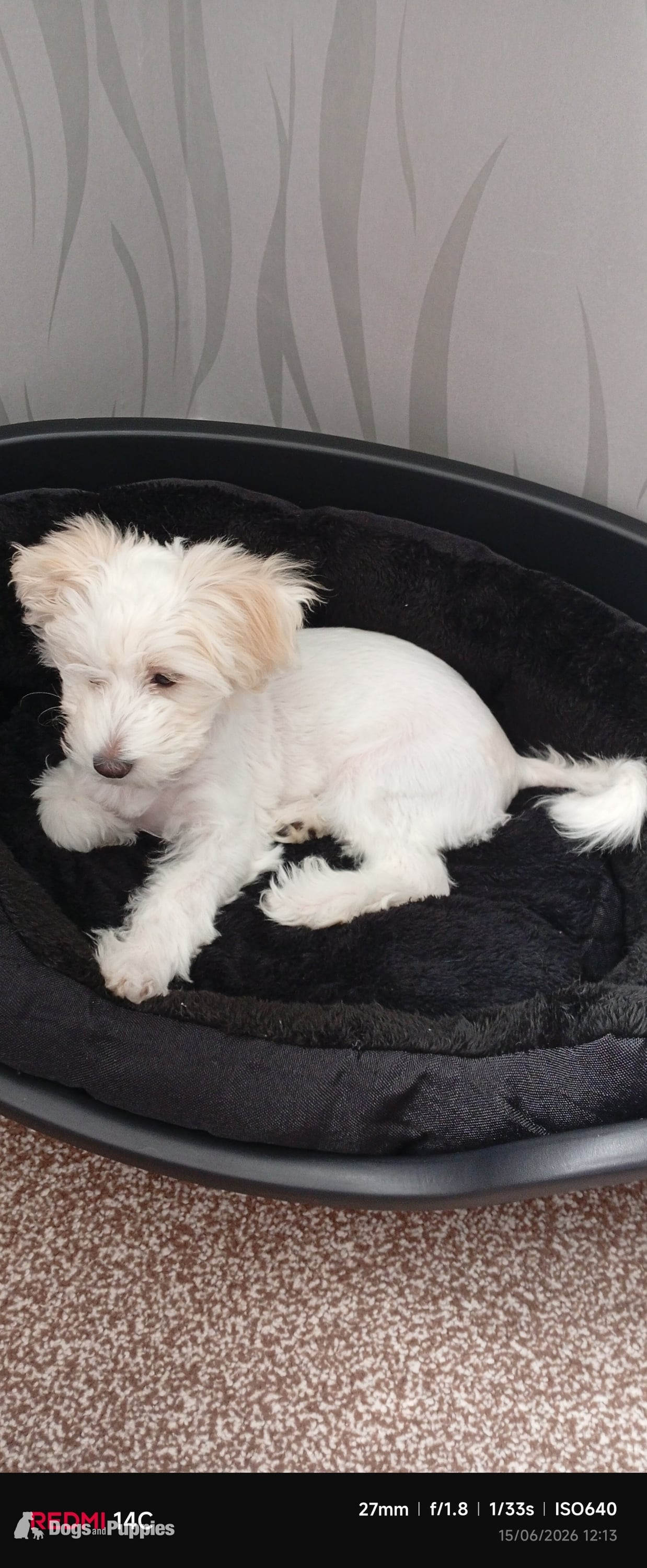 Puppy Bichon Frise  - Bichon Frise