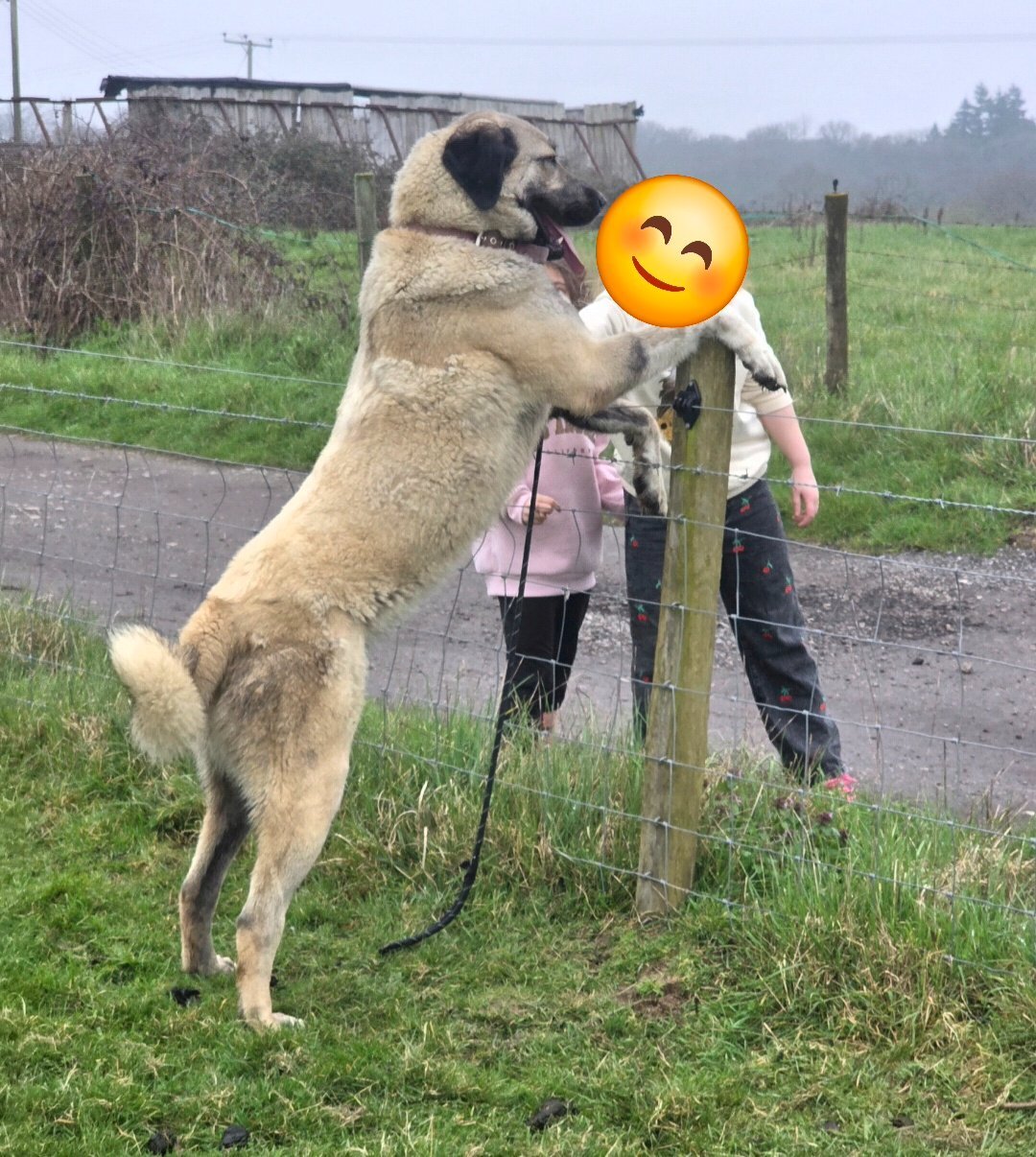 Anatolian Shepherd