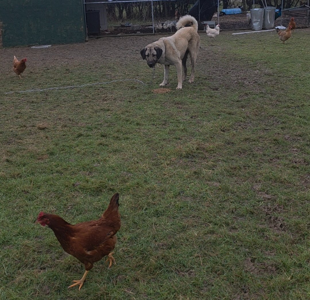 Anatolian Shepherd Puppies