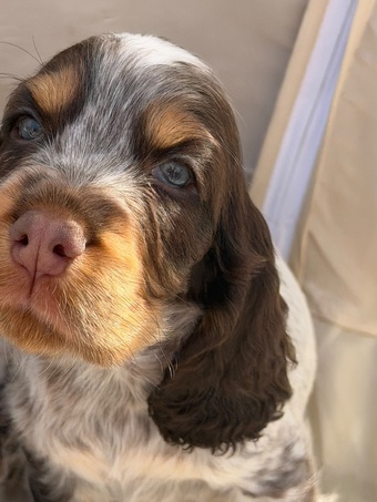 Kc registered show cocker puppy's 