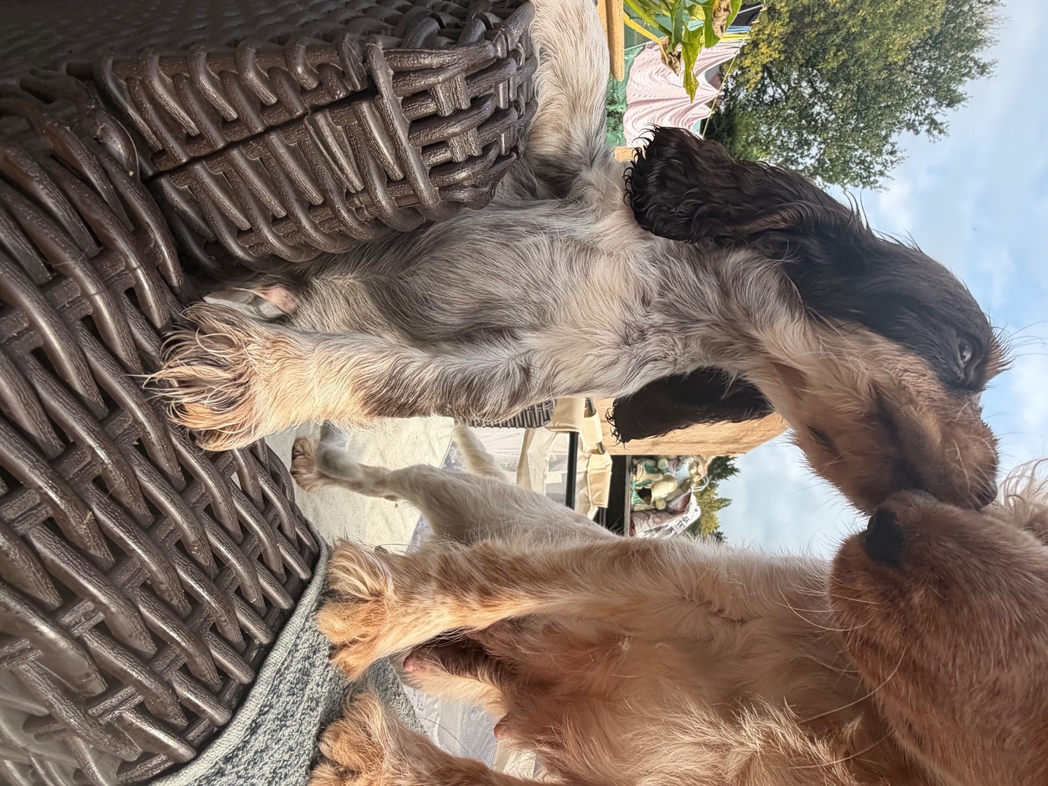 Cocker Spaniel