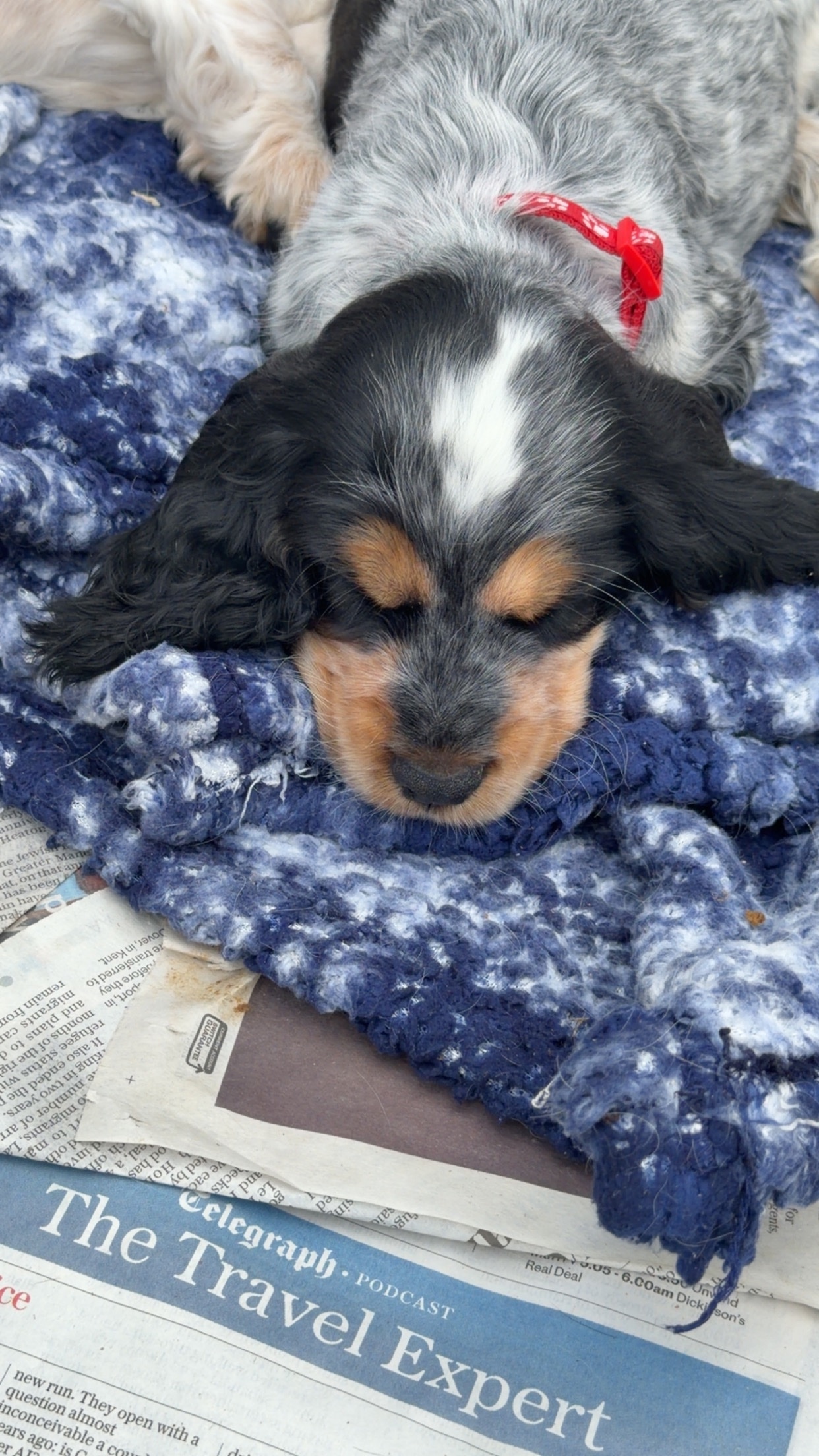 Cocker Spaniel Puppies