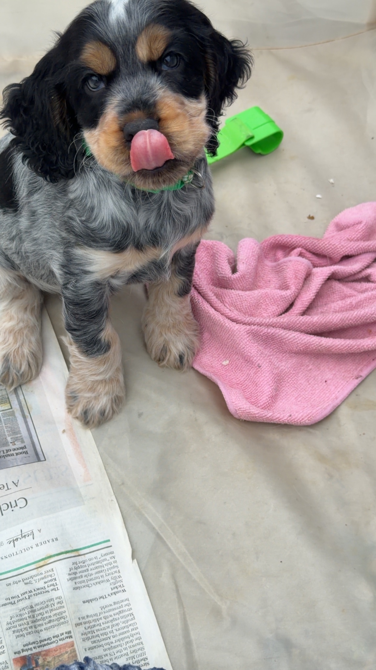 Cocker Spaniel - Kc registered show cocker puppy's 