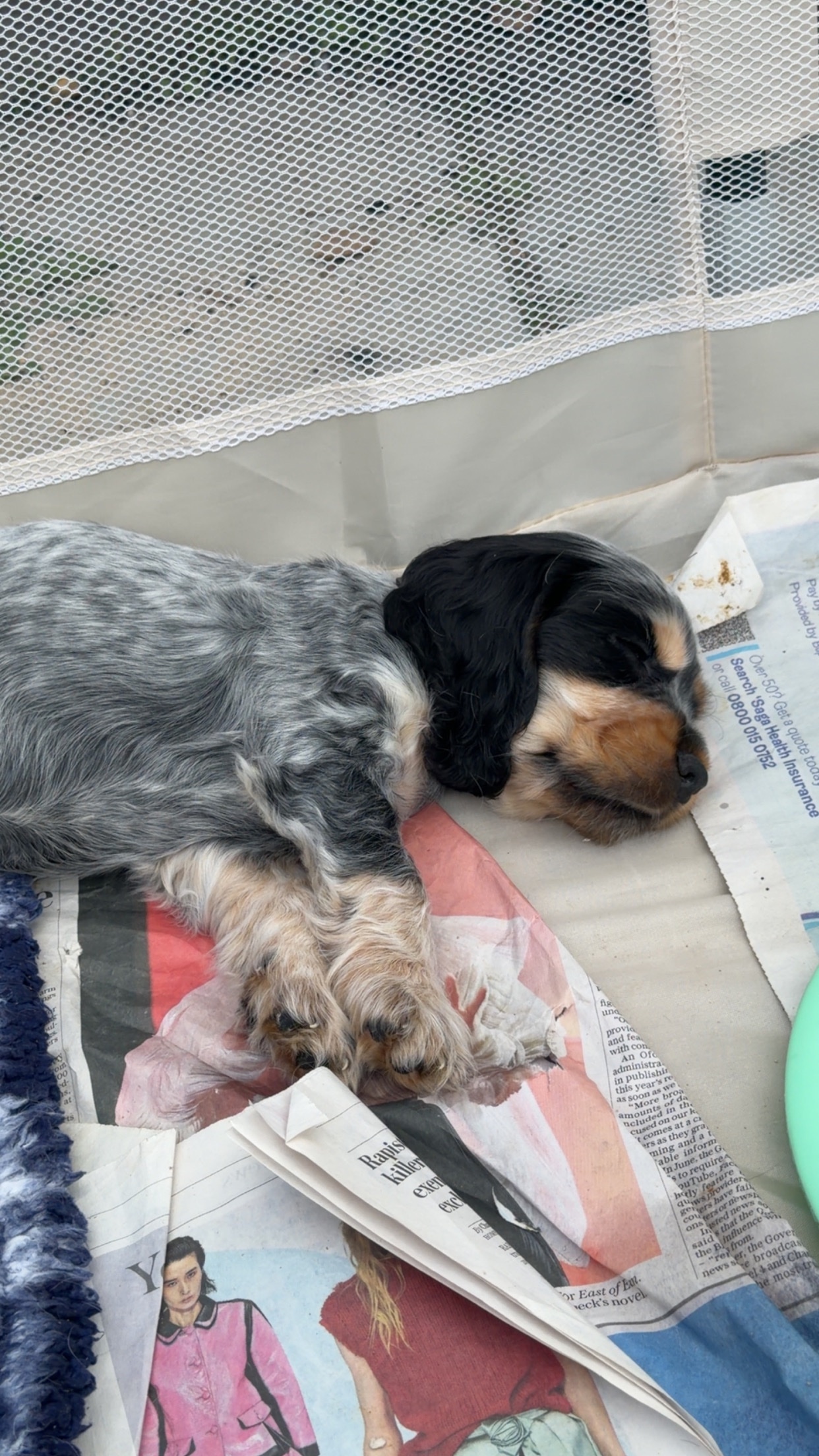 Kc registered show cocker puppy's  - Cocker Spaniel