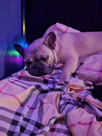One boy french bulldog for sale 
