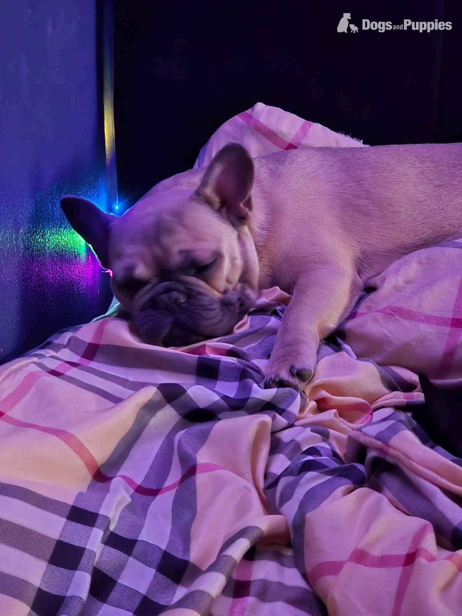 One boy french bulldog for sale  in {LOCATION}
