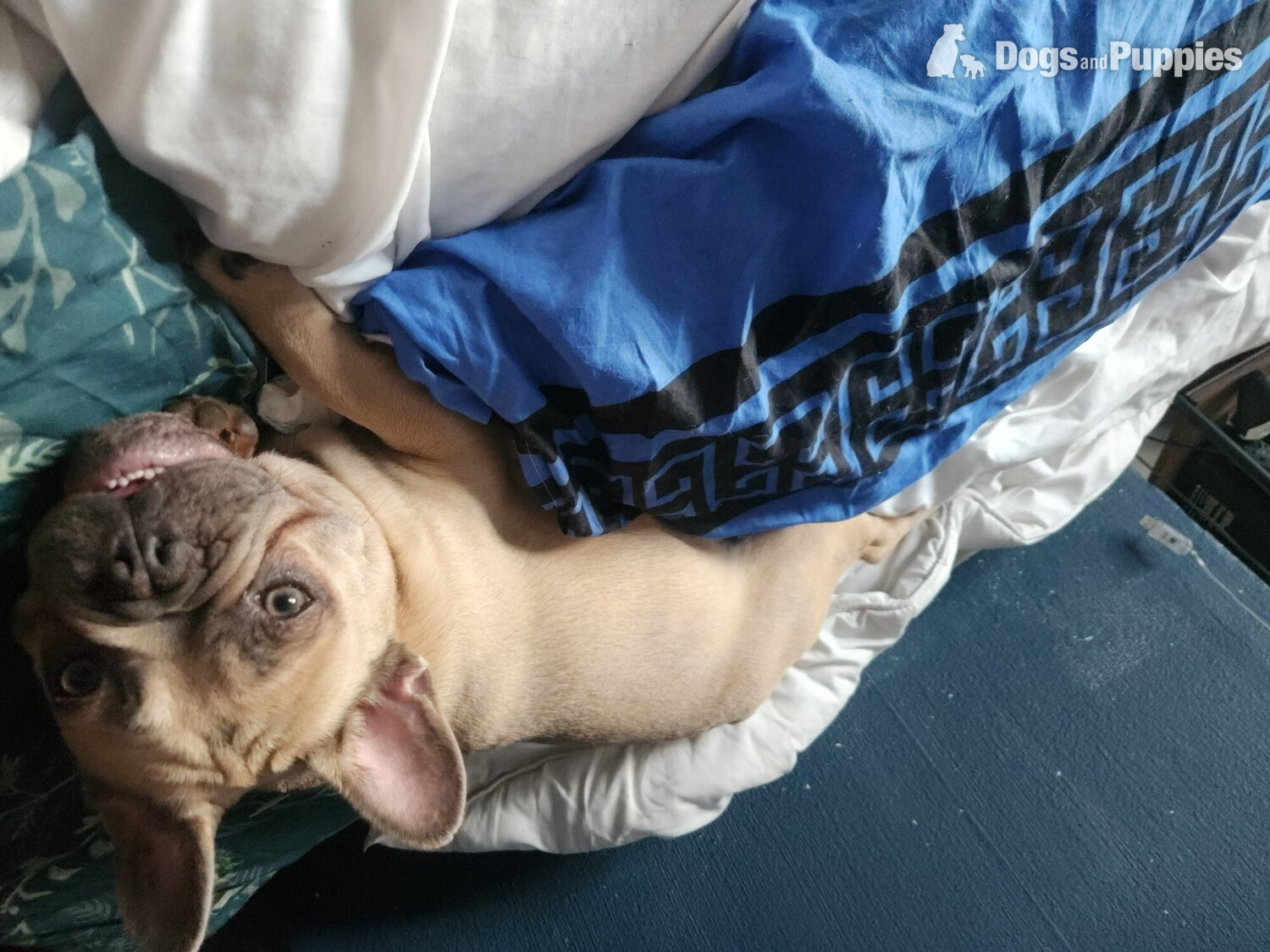 French Bulldog