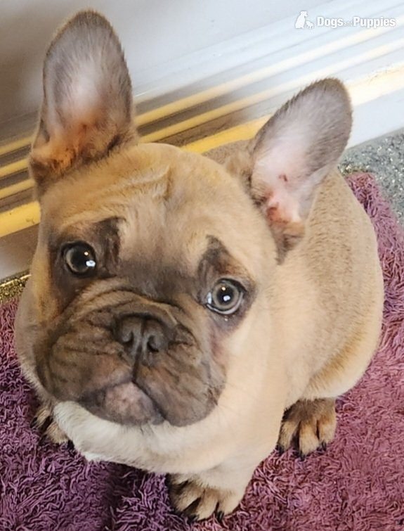French Bulldog - One boy french bulldog for sale 