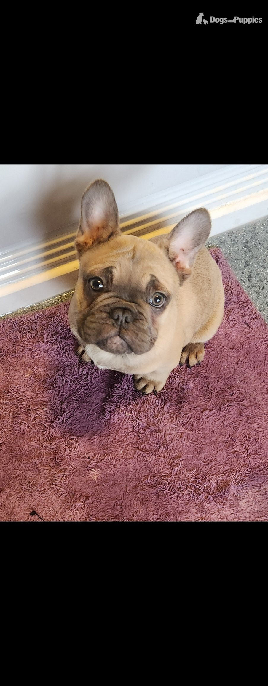 One boy french bulldog for sale  - French Bulldog