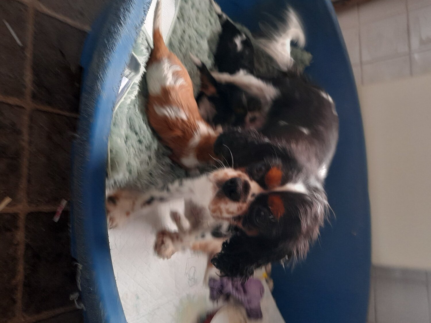 Cavalier King Charles Spaniel
