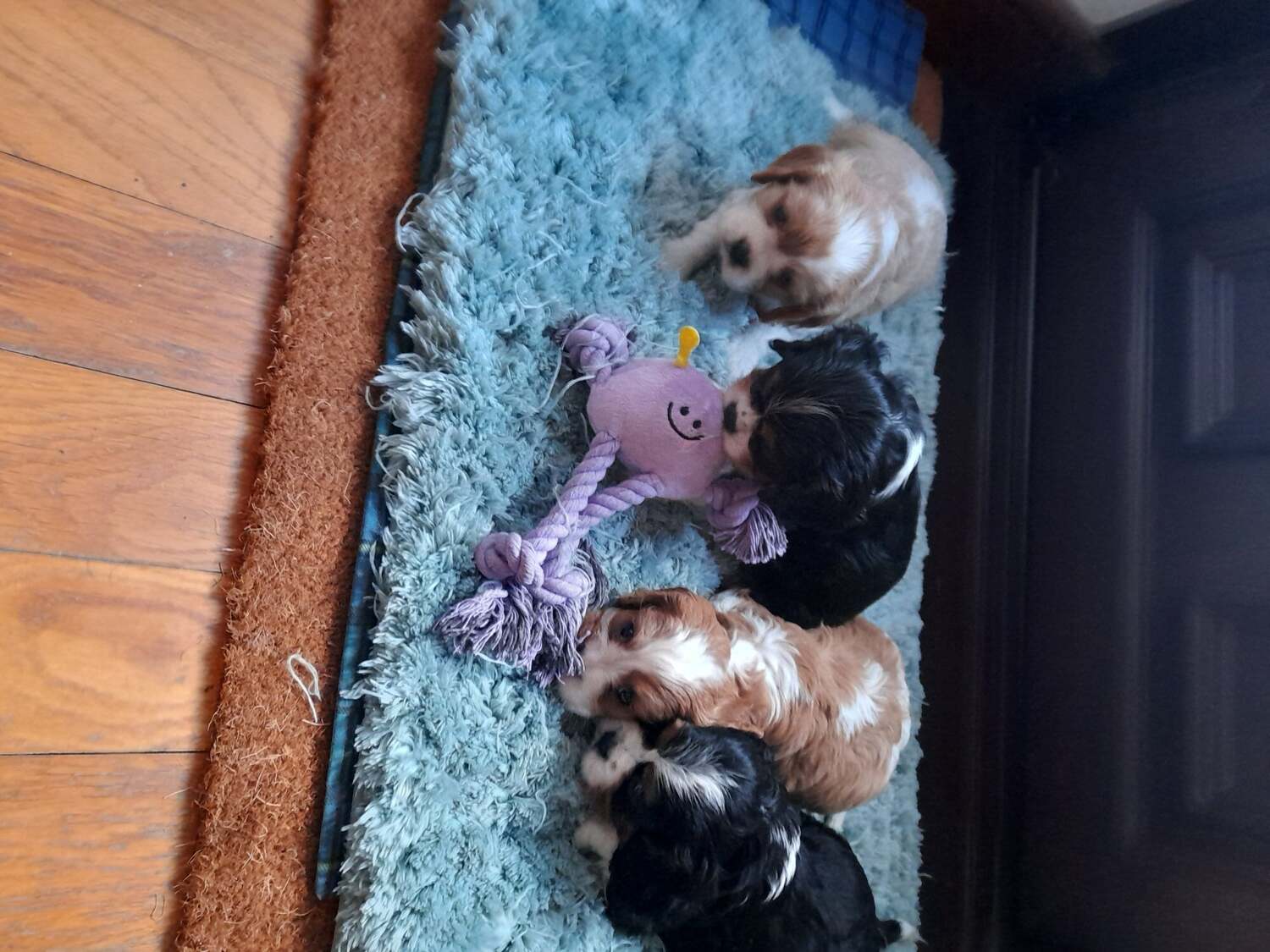 Cavalier King Charles Spaniel Puppies