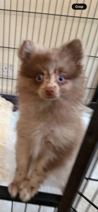 Beautiful Pomeranian boy!!