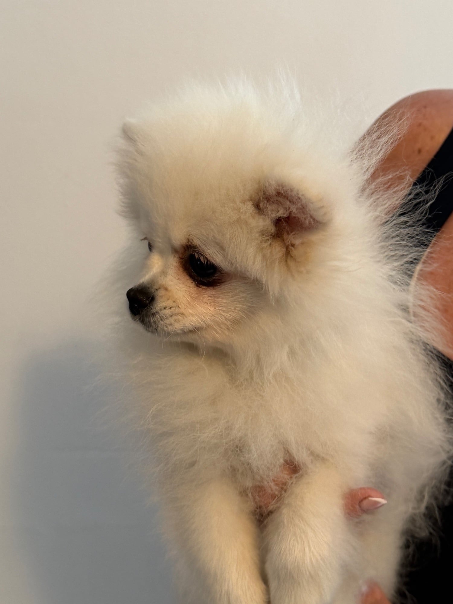 Pomeranian