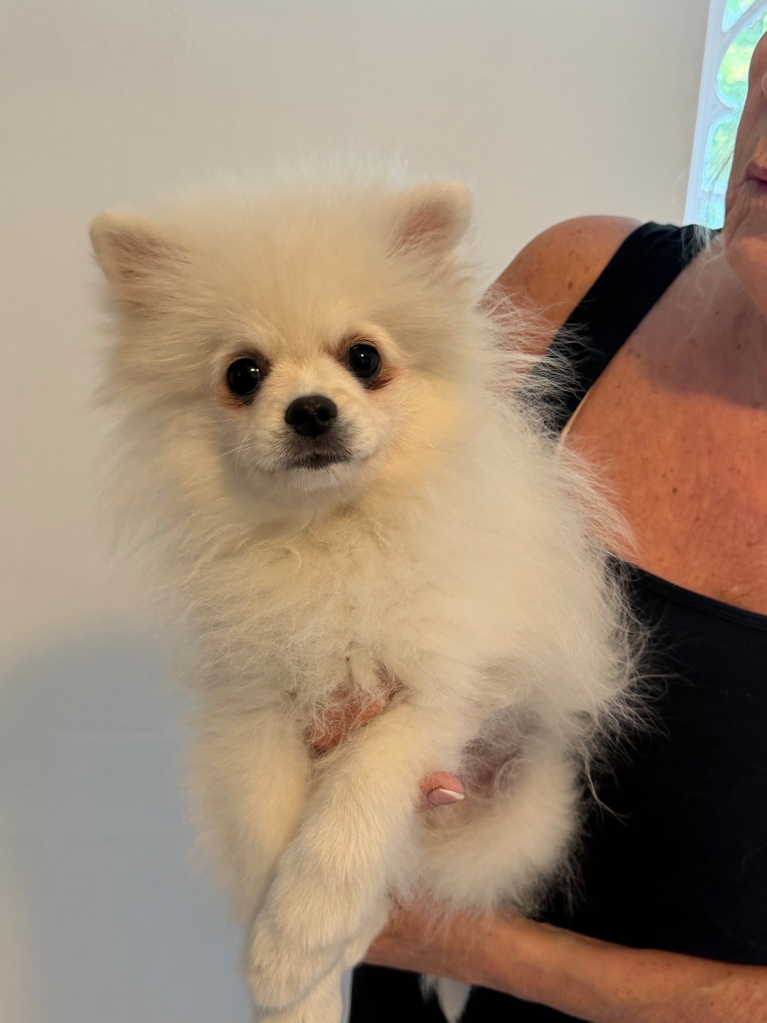 Pomeranian Puppies