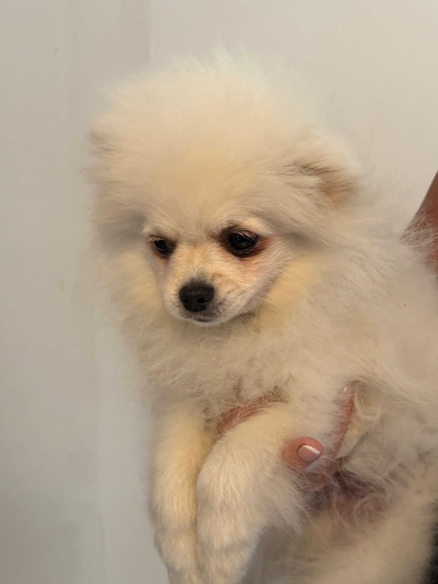 Pomeranian - Beautiful Pomeranian boy!!
