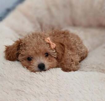 Tiny Asian Toy Poodle Puppies ( ONLY ONE LEFT)