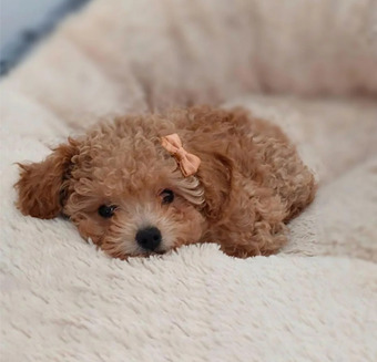 Tiny Asian Toy Poodle Puppies ( ONLY ONE LEFT)