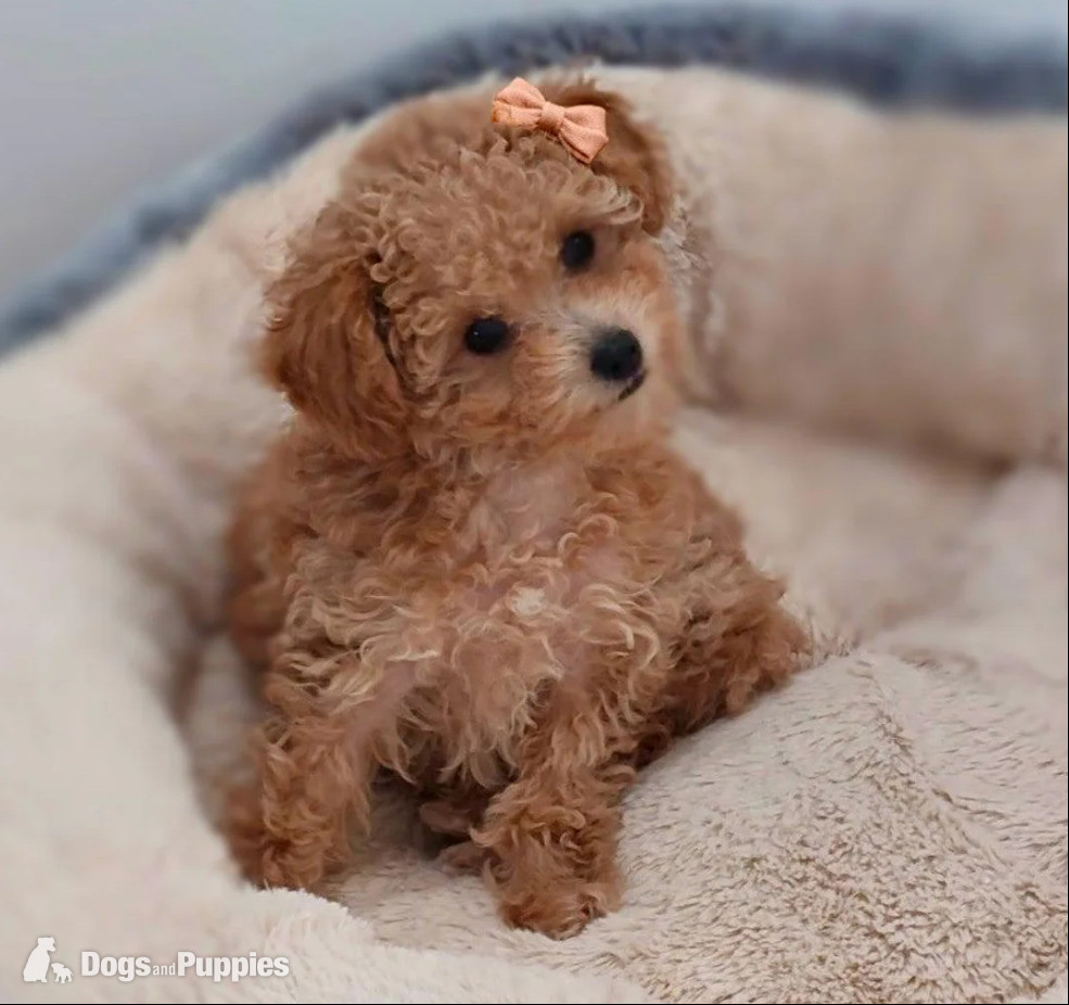 Poodle