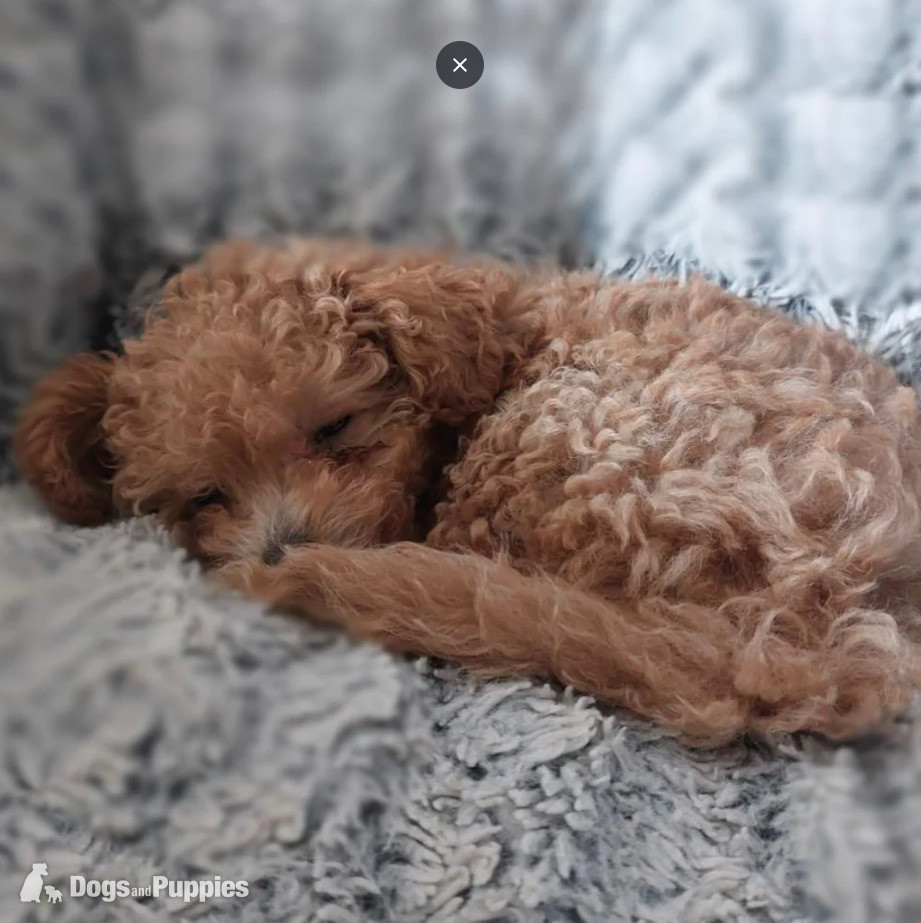 Poodle Puppies