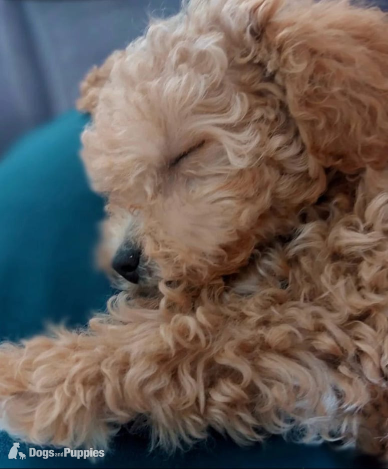 Poodle - Tiny Asian Toy Poodle Puppies ( ONLY ONE LEFT)