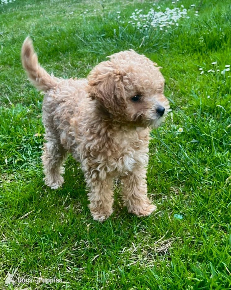 Tiny Asian Toy Poodle Puppies ( ONLY ONE LEFT) - Poodle