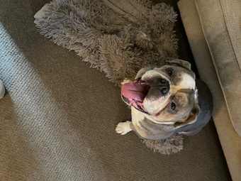 Beautiful KC Registered English Bulldog
