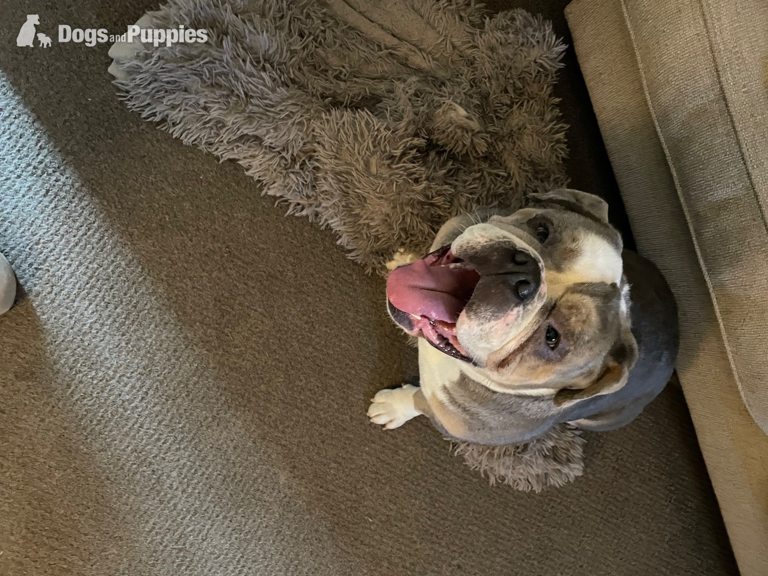 Beautiful KC Registered English Bulldog in {LOCATION}