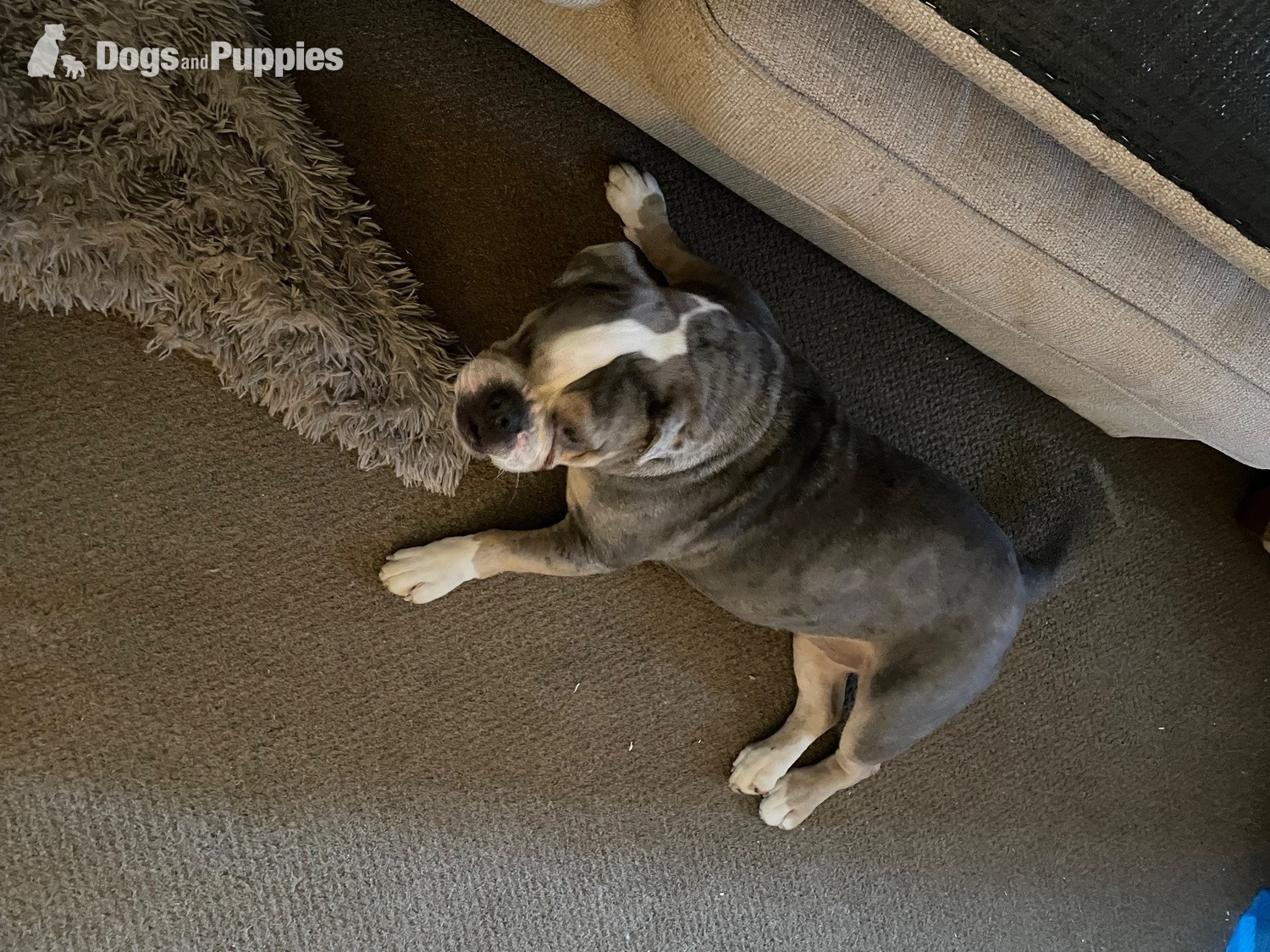 English Bulldog