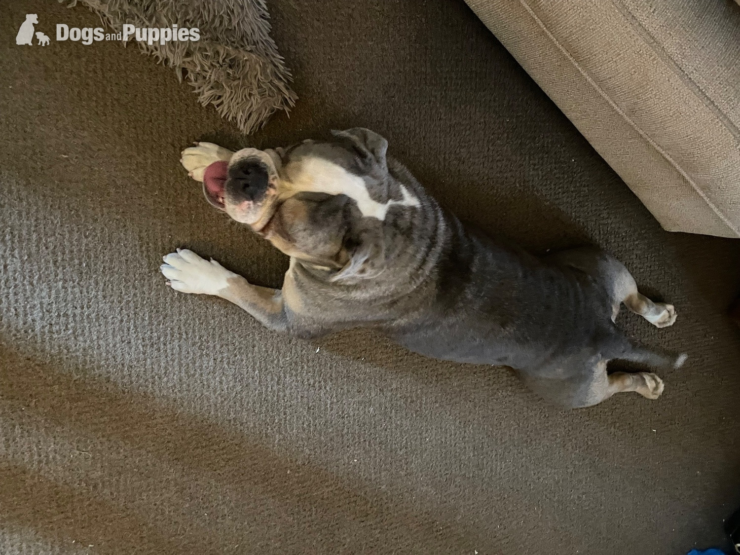 English Bulldog Puppies