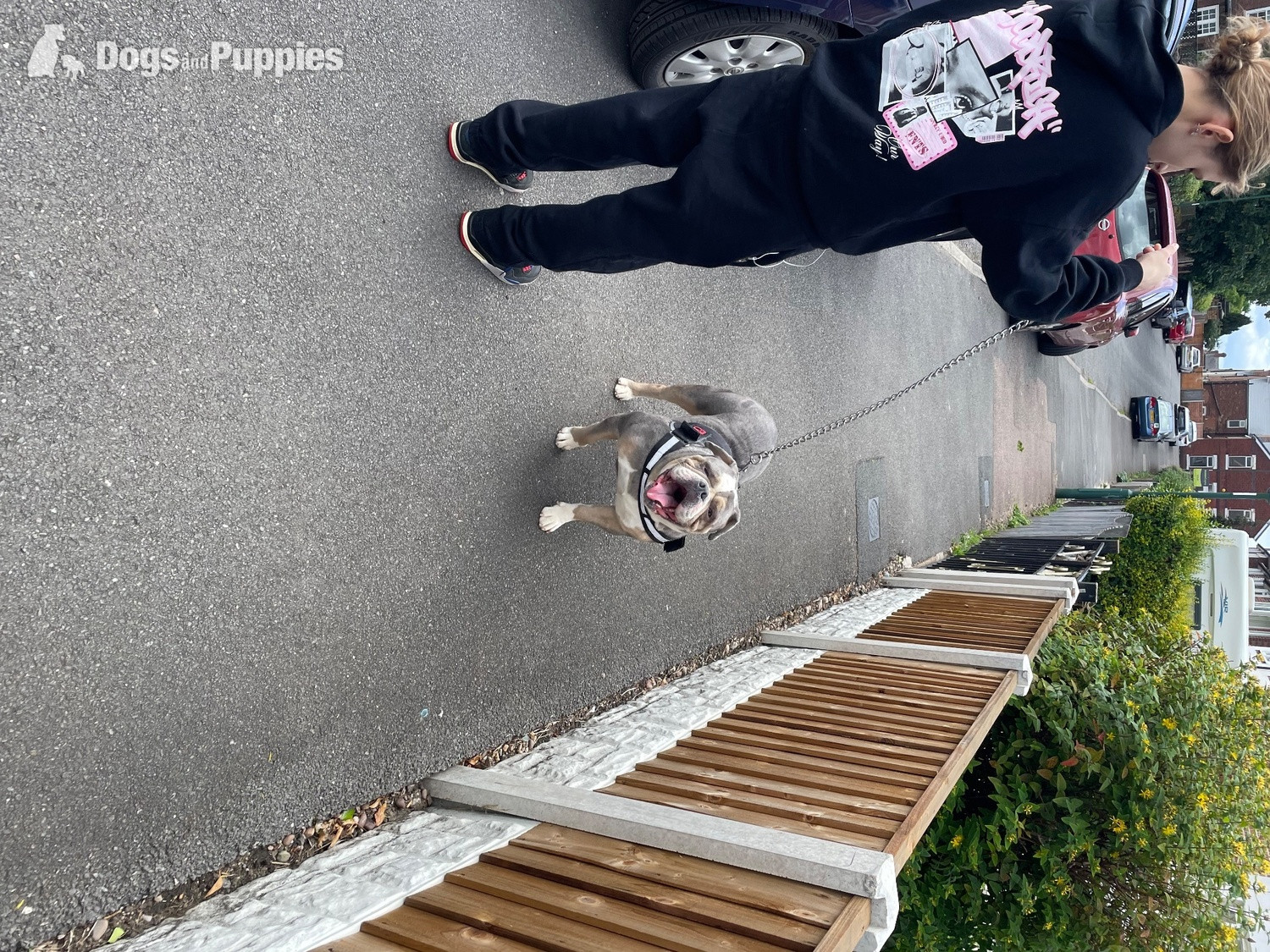 English Bulldog - Beautiful KC Registered English Bulldog