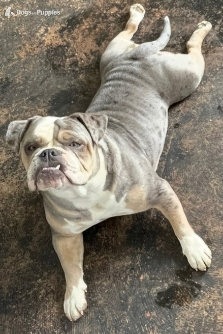 Beautiful KC Registered English Bulldog - English Bulldog