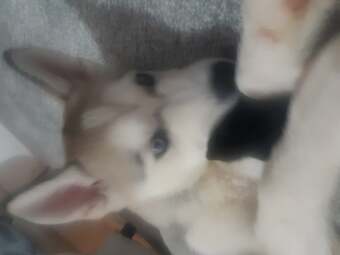 Beautiful Husky Pup
