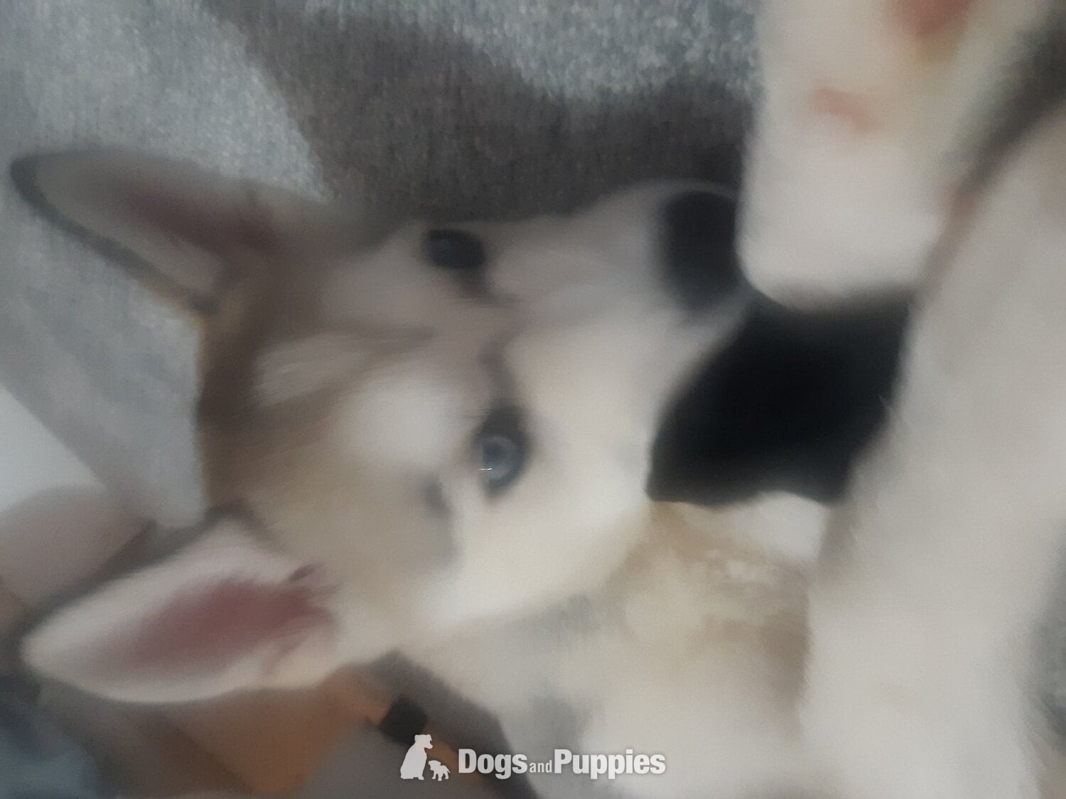 Beautiful Husky Pup in {LOCATION}