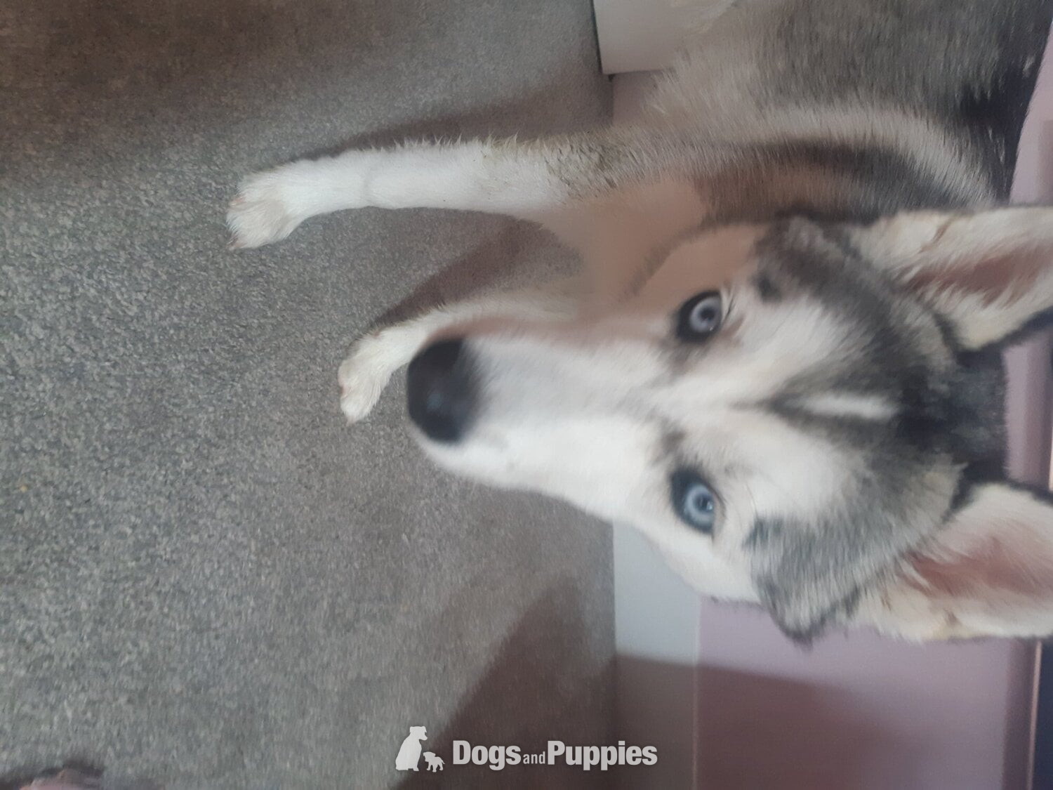 Siberian Husky