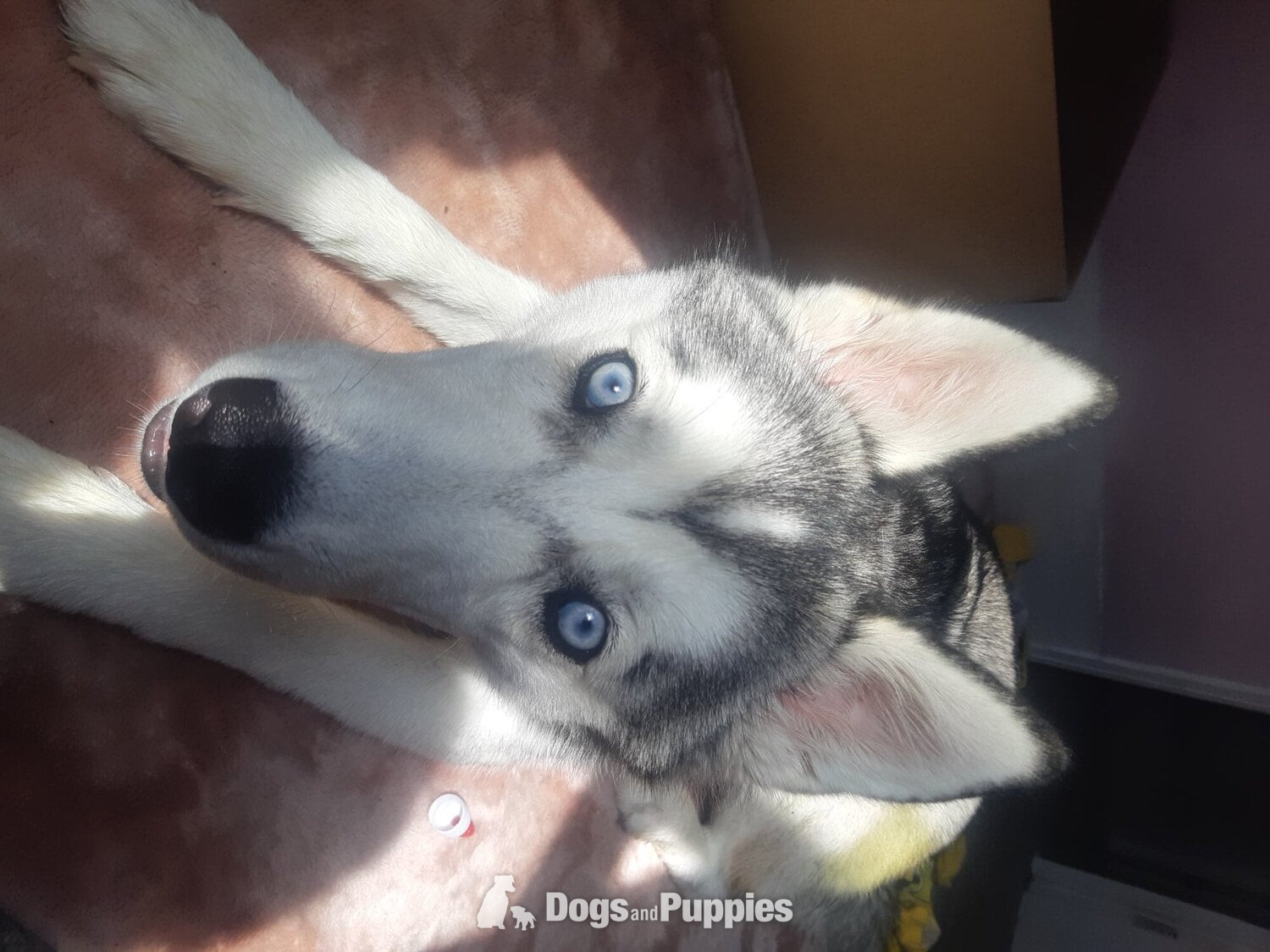 Siberian Husky Puppies