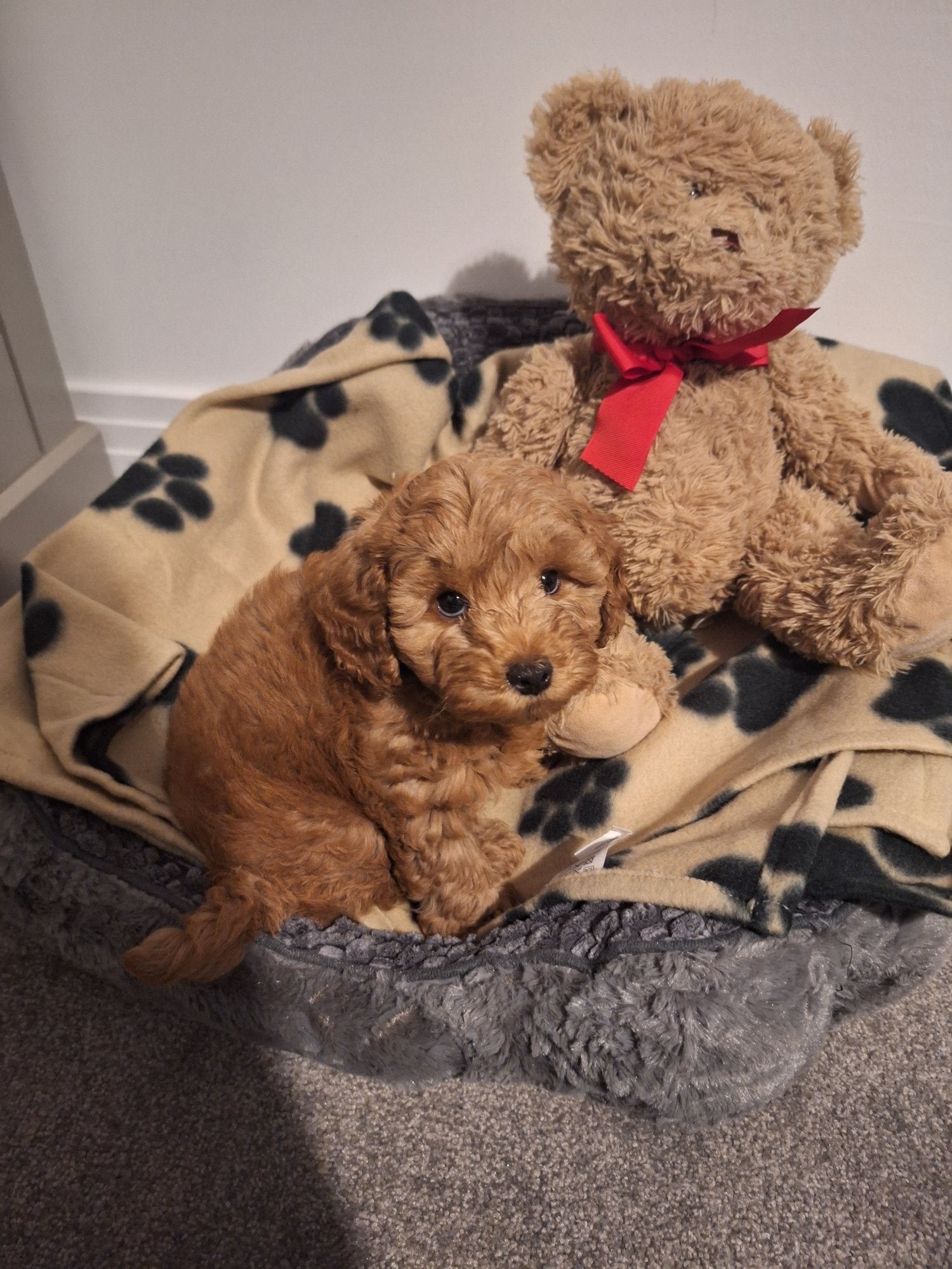 Cavapoo