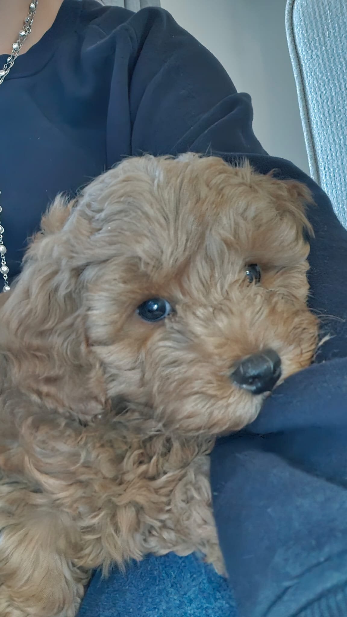 Cavapoo Puppies