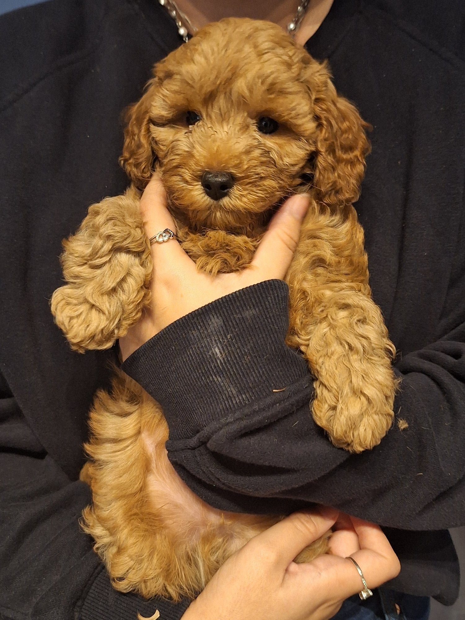 Cavapoo - Toy cavapoo puppy