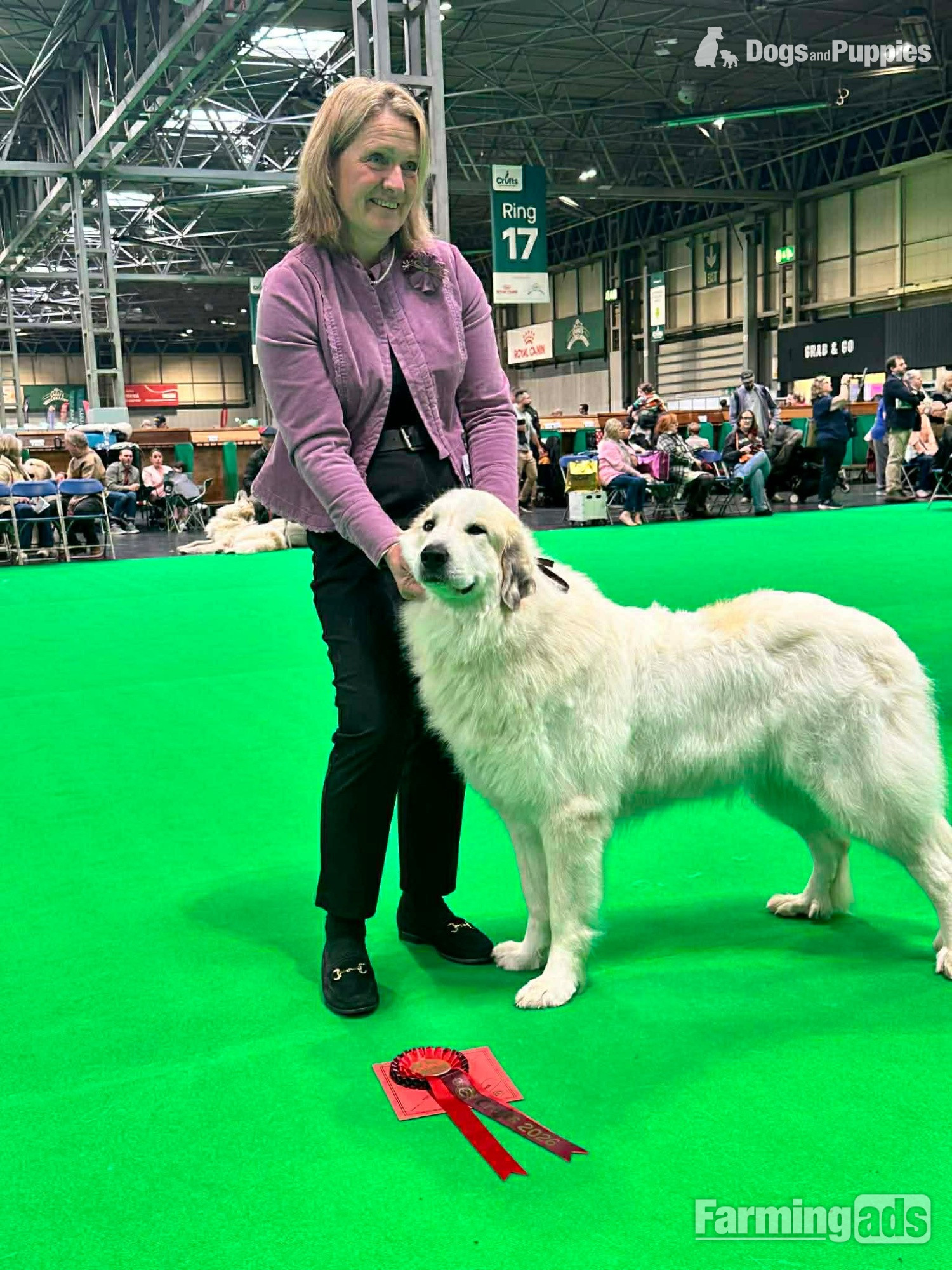 - Pyrenean Mountain Dogs