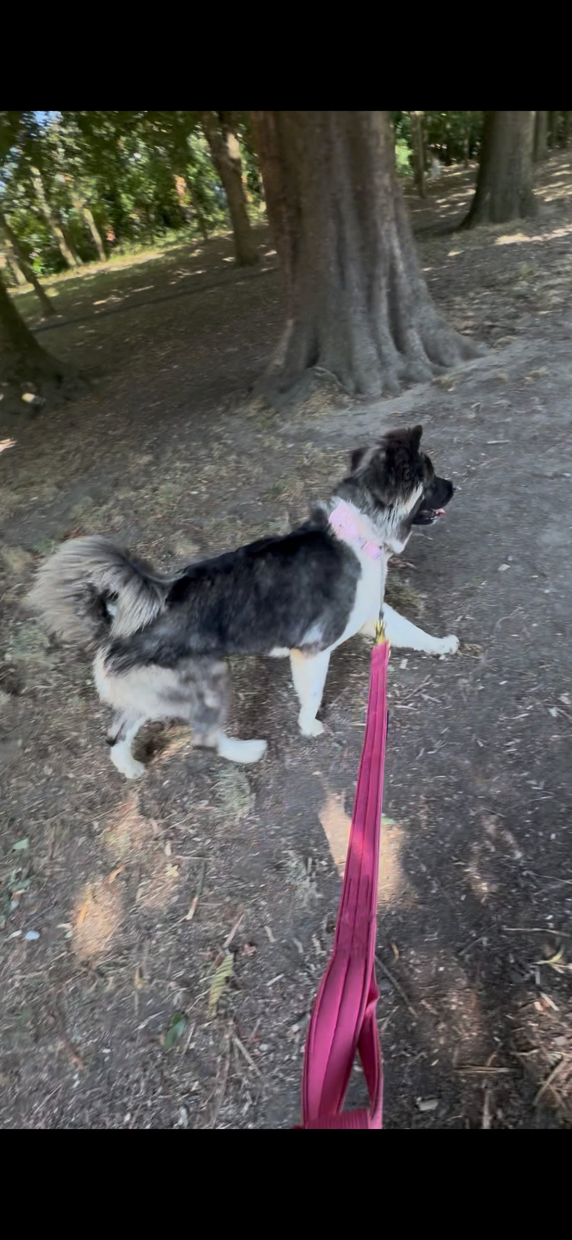 Akita Puppies