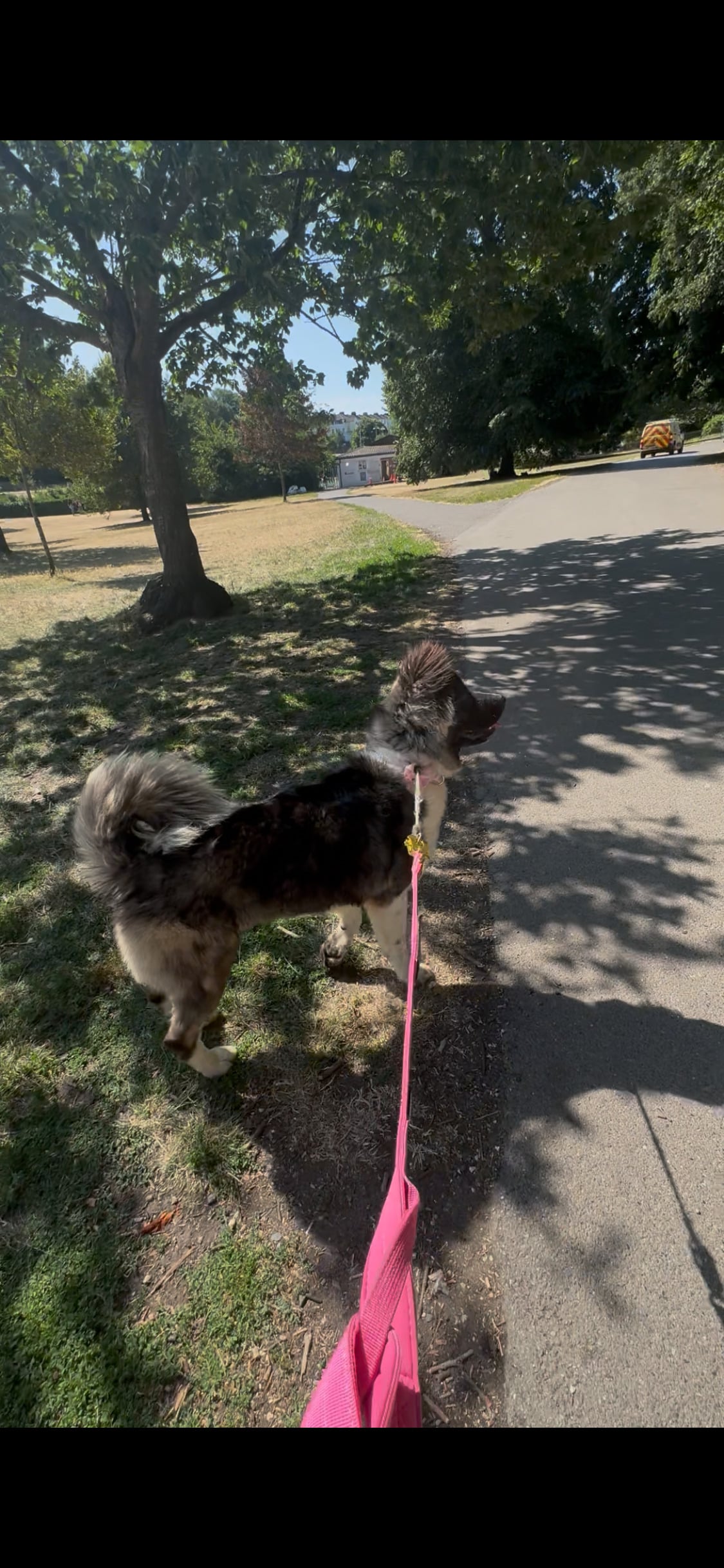 Akita - Akita bitch for rehoming