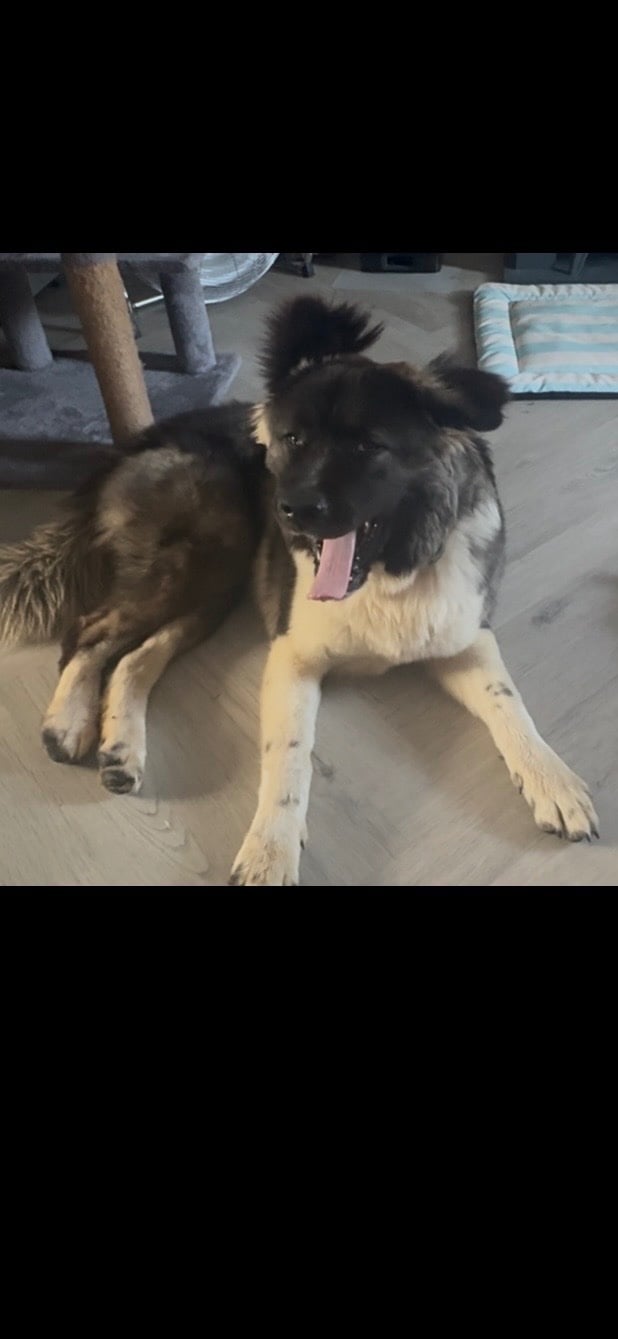 Akita bitch for rehoming - Akita